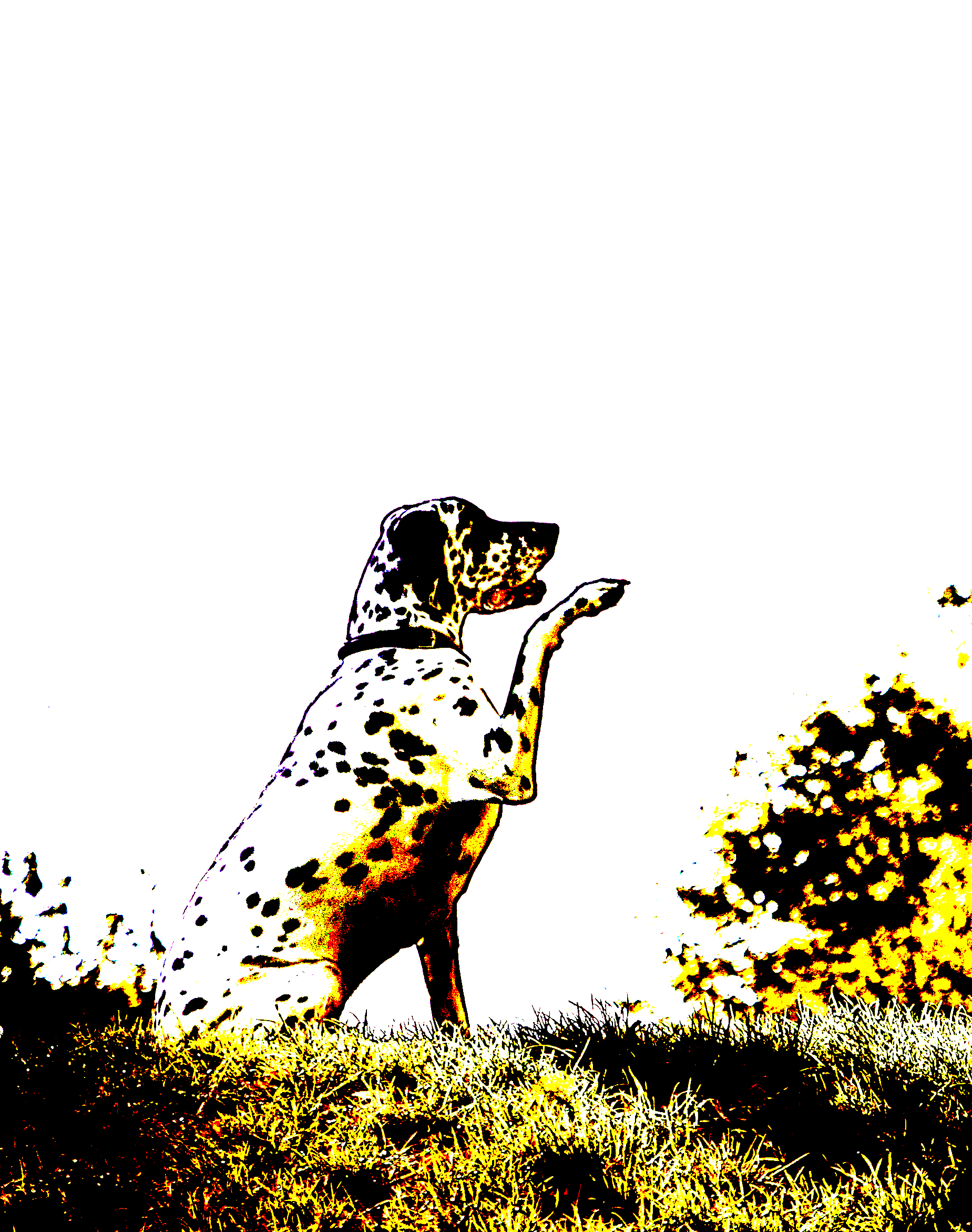 Rallylydighet trening